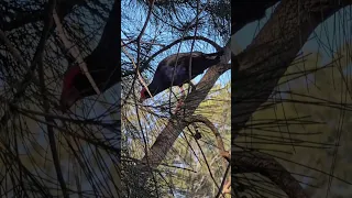 The Purple swamphen bird on the tree branches. Ambarvale Australia