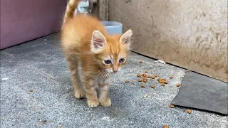 Very cute cats living on the street. One of the most beautiful animals in the world. Part 3 😍