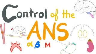 Control of the Autonomic Nervous System; Baroreceptors, Juxtaglomerular.