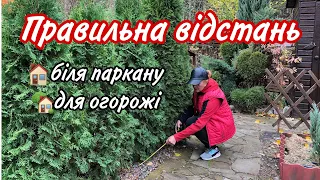 ТУЇ та ЯЛІВЦІ вздовж ПАРКАНУ.Саджаємо ПРАВИЛЬНО. Відстань від паркану.Проміжки між рослинами.Сад.