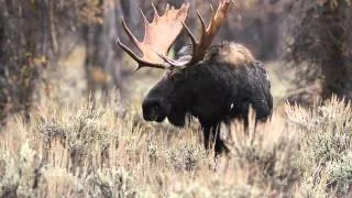 Bull Moose - Grand Teton NP