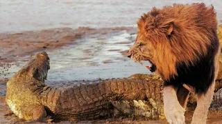 Top Big Cats vs Crocodile Moments