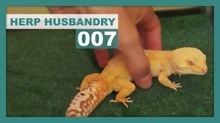 How to Safely Handle a Leopard Gecko