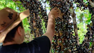 Harvesting Tons of Weird Jabuticaba Grapes in Massive Plantation