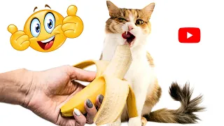 Try Not To Laugh🥰 New Funny Cats🙀 and Dogs 🙊Videos Ever