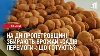 На Дніпропетровщині збирають врожай «Садів Перемоги»: що готують?