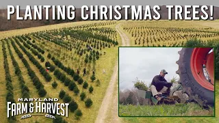 See a Farmer Plant Christmas Trees! 🎄  |  MD F&H