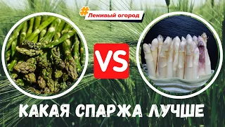 Белая и зелёная спаржа - какая лучше? Выращивание спаржи и уход за спаржей | Спаржа на своем участке