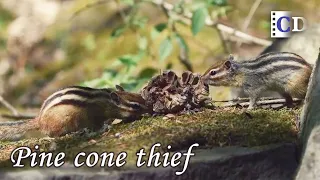 Only by driving away the thieves can the chipmunk enjoy the delicious food | China Documentary