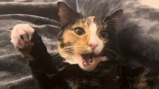 Gorgeous Calico With Green Eyes Grooming Session #animals #cat #catlover #cute #catvideos #cute