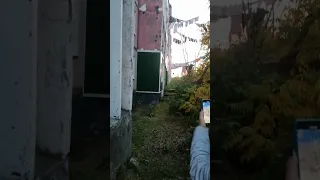 редкий КРЕЧЕТ прям во дворе жилого дома на Камчатке