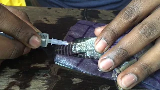 Collecting  blood sample from Tilapia