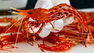 The most popular premium shrimp in Korea! Dokdo Shrimp
