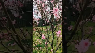 Peach trees are blooming already in Virginia #pixel #gardening #farming #peach #winter #joerogan