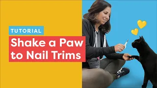 Shake Paws Training: Help your cat be more cooperative with paw handling for nail trims