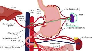 Gastrointestinal Arteries for the USMLE Step 1