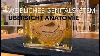 Weibliches Genitalsystem - Übersicht Anatomie