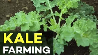 Kale in the Philippines: How to Grow Kale in the Philippines - The Queen of all Plants