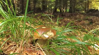 Только белые грибы! Начало грибного сезона в августе 21-го.