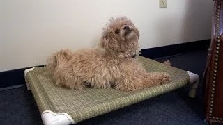 How to Make a Dog Bed - PVC Pet Cot
