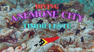 Diving Anemone City Timor Leste