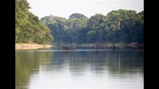 Amazonas sonido brutal del bosque de la rivera, curiosidades del Amazonas y selva amazonica