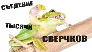 Ночная экскурсия в зоокоме. Кормление лягушек. Food for frogs