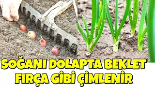 Soğanları Fırça Gibi Çimlendirme Yöntemi