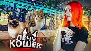 ЛЕЧУ БОЛЬНЫХ КОТИКОВ ► Animal Shelter #2