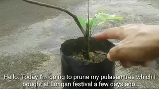 Pruned pulasan shoots from rootstock プラサン接木苗の台木から出たヤゴを剪定