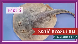 Skate Dissection (Part 2. Abdominal Cavity & Cranial Cavity) || A Mermaid's Purse [EDU]