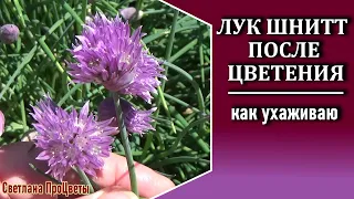 Как я ухаживаю за луком ШНИТТ после цветения