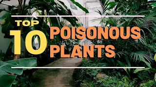 Top 10 Most Poisonous Plants On Earth