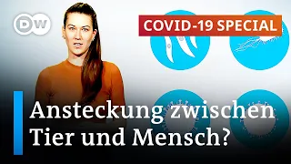 COVID-19: Die wechselseitige Beeinflussung von Mensch, Tier und Umwelt | COVID-19 Special