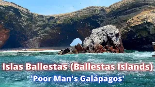 Ballestas Islands - 'Poor Man's Galápagos' (PeruHop Tour) January 2021