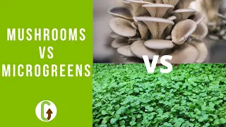 Growing Mushrooms Vs Microgreens (& Why They Work Well Together) | GroCycle