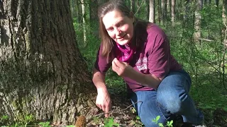 Morels: treasure of the woods!