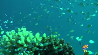 L'ASPB à Marsa el Shouna