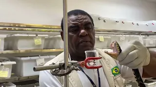 Extração de veneno de cobra (jararaca)