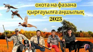қырғауылға аңшылық 2023, охота на фазана 2023