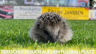 Wir haben tierischen Besuch auf dem Sportplatz und Udo dreht schon wieder ab!