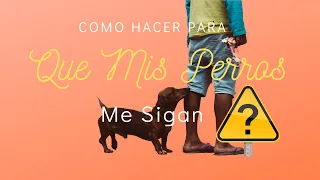 CÓMO HACER PARA QUE MIS PERROS ME SIGAN?