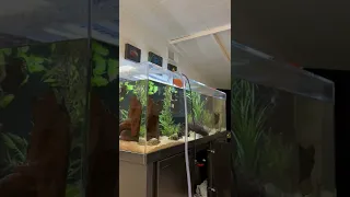 How I Do Water Changes 💦