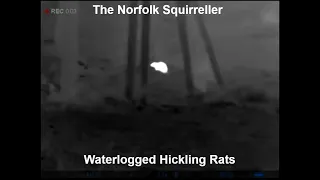 Waterlogged Hickling Rats