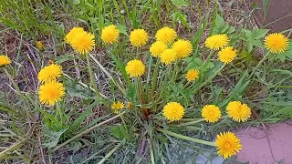 Dandelion tea. Benefits and contraindications.