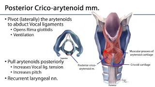 Larynx and Pharynx LO - Laryngeal Muscles