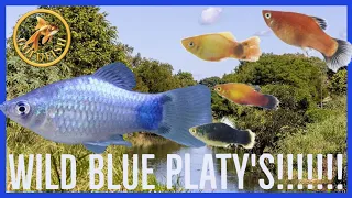 Wild invasive Blue and Orange Platy's caught in a fishtrap