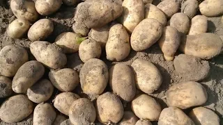 Урожай картофеля 2019г.