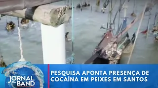 Pesquisa aponta presença de cocaína em peixes em Santos (SP) | Jornal da Band