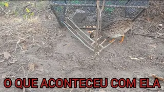 🔴VEJA O QUE ACONTECEU COM ESSA CODORNIZ COMENDO DENTRO DESSA ARMADILHA | AVENTURA MATA A DENTRO